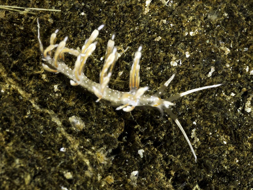 Cratena sp. B